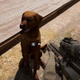 Image for article titled Far Cry 5 Has Some Very Good Dogs